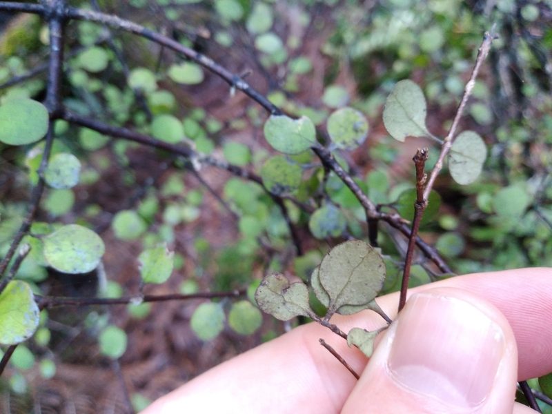 Coprosma crassifolia, photographed by Leon Perrie