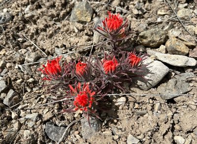 Castilleja chromosa, photographed by Whitney Brook Matson