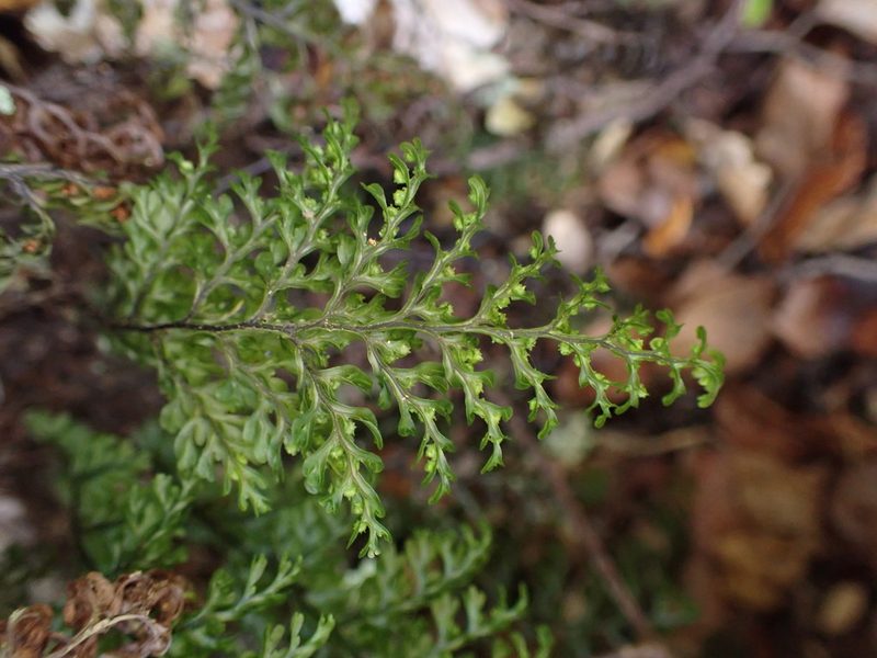 Hymenophyllum sanguinolentum, photographed by Leon Perrie