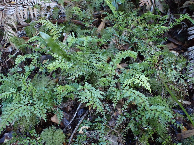 Lindsaea trichomanoides, photographed by Leon Perrie