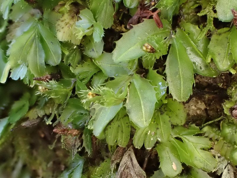 Hymenophyllum minimum, photographed by Leon Perrie