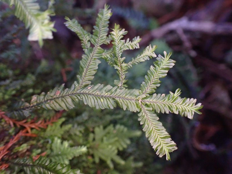 Plagiochila trispicata, photographed by Leon Perrie