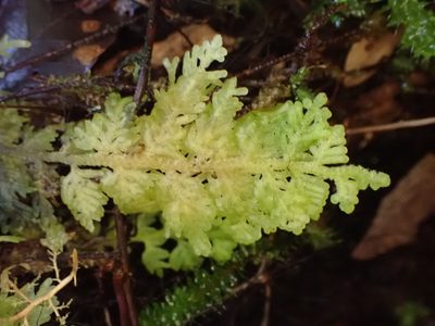 Trichocolea mollissima, photographed by Leon Perrie