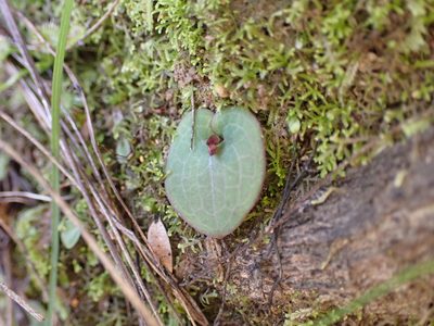 Cyrtostylis rotundifolia, photographed by Leon Perrie