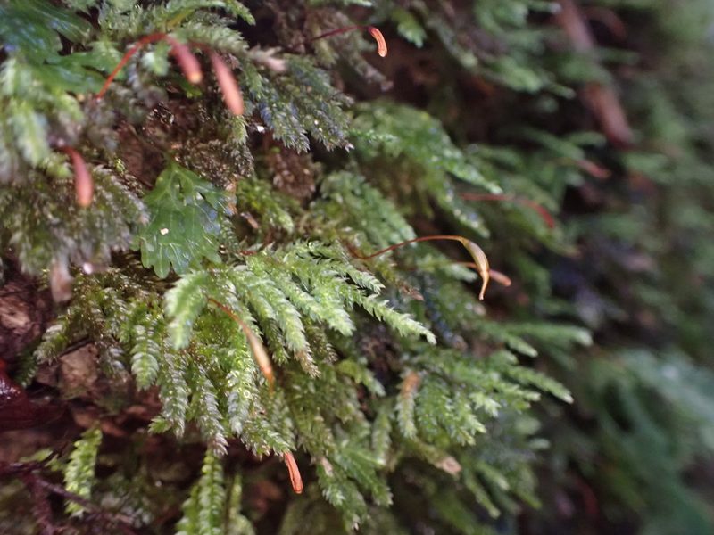 Hypnodendron arcuatum, photographed by Leon Perrie