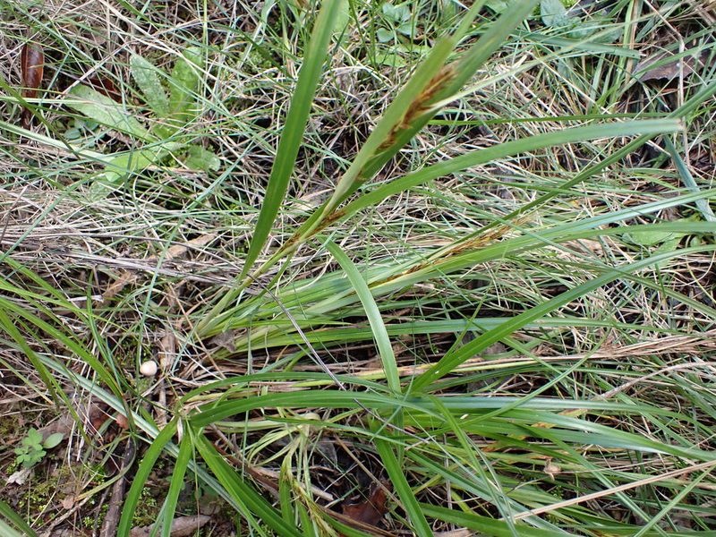 Morelotia affinis, photographed by Leon Perrie