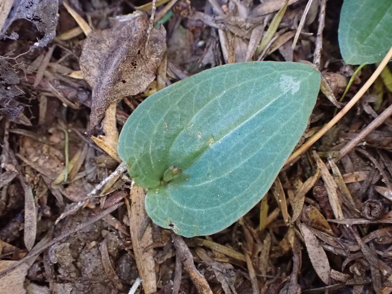 Cyrtostylis rotundifolia, photographed by Leon Perrie