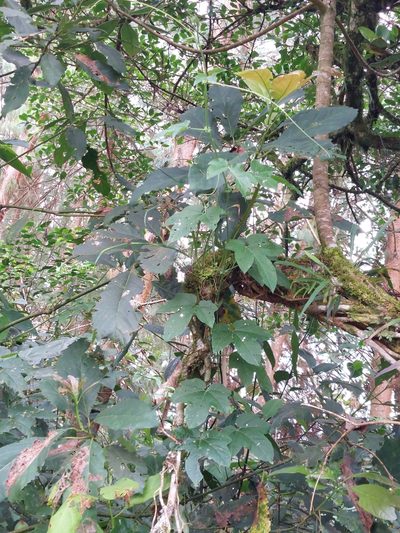 Passiflora adenopoda, photographed by Daniel Mesa