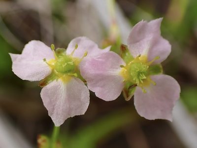 Alisma lanceolatum