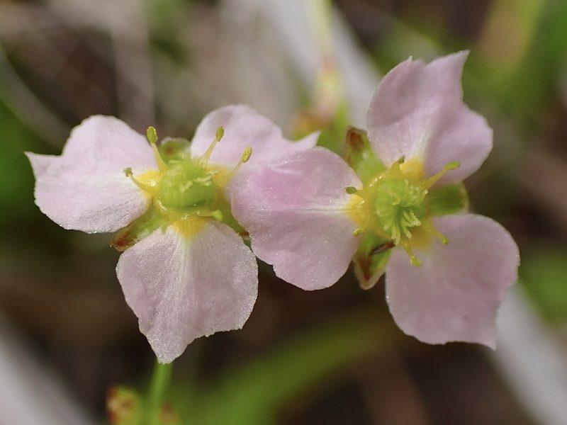 Alisma lanceolatum, photographed by Cricket Raspet