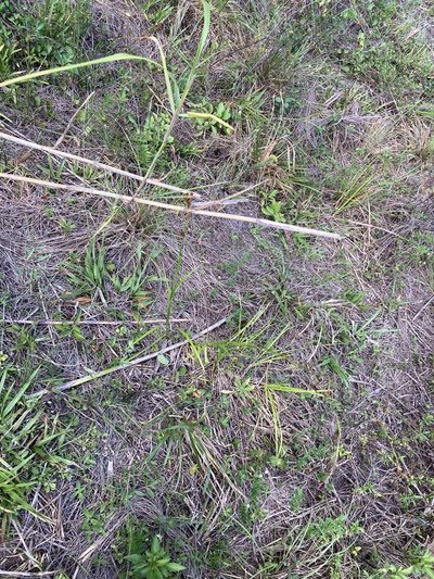 Rhynchospora odorata, photographed by Jade Fortnash