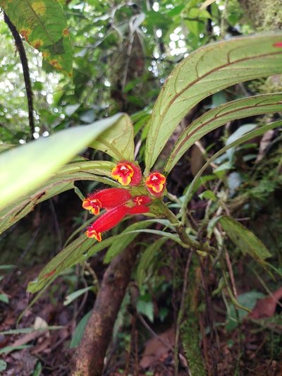 Columnea dimidiata, photographed by Daniel Mesa