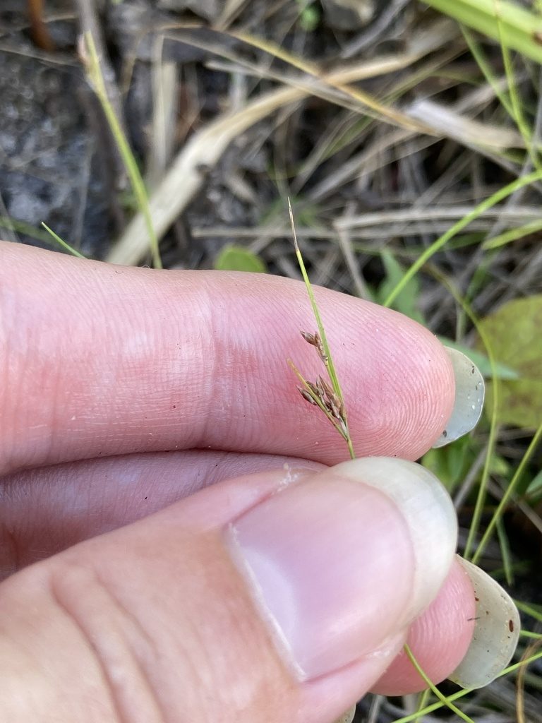 Rhynchospora divergens, photographed by Jade Fortnash