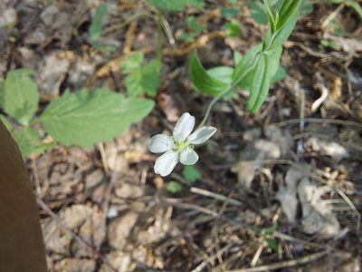 Moehringia lateriflora, photographed by Pavel Borodin