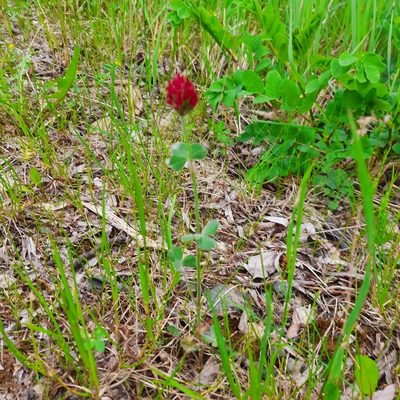 Trifolium incarnatum, photographed by Michael Grundner