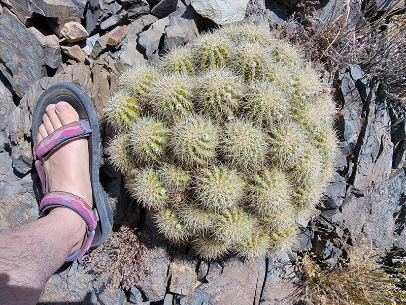 Echinocereus yavapaiensis, photographed by Michelle Cloud-Hughes