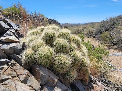Echinocereus yavapaiensis, photographed by Michelle Cloud-Hughes