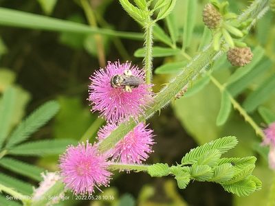 Mimosa diplotricha, photographed by Ong Jyh Seng