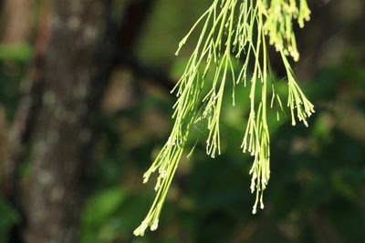 Exocarpos cupressiformis, photographed by Greg Tasney