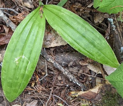 Scoliopus bigelovii