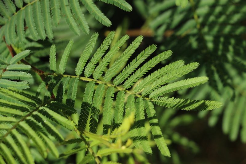 Acacia irrorata, photographed by Greg Tasney