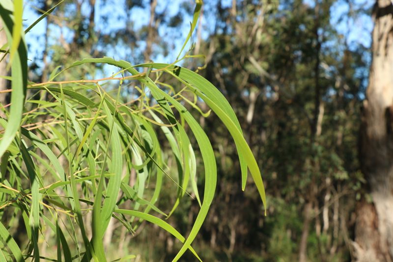 Acacia implexa, photographed by Greg Tasney