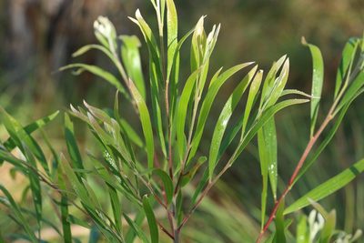 Acacia maidenii, photographed by Greg Tasney
