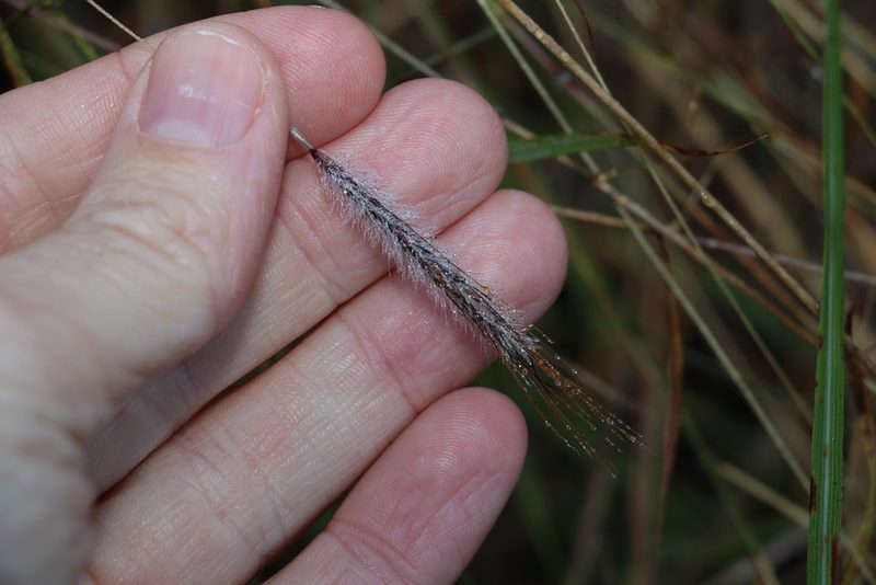 Dichanthium sericeum, photographed by Greg Tasney