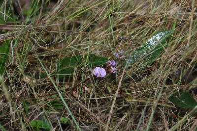 Hardenbergia violacea, photographed by Greg Tasney