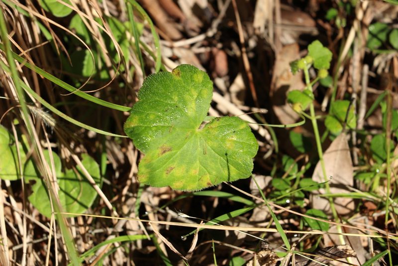 Hydrocotyle laxiflora, photographed by Greg Tasney