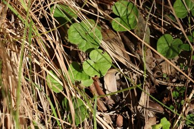 Dichondra repens, photographed by Greg Tasney