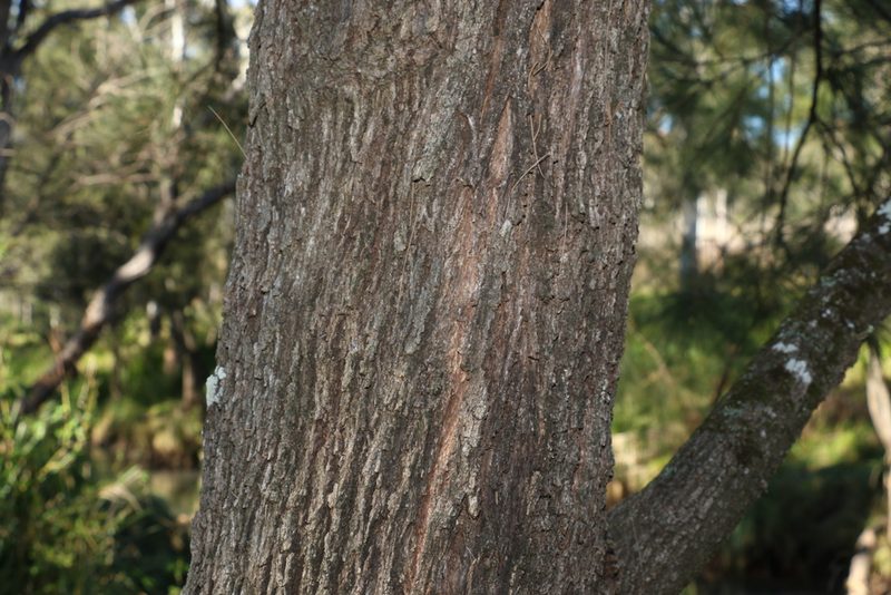 Casuarina cunninghamiana, photographed by Greg Tasney
