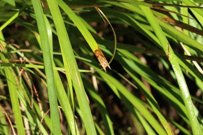 Lomandra longifolia, photographed by Greg Tasney