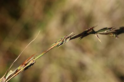 Cymbopogon refractus, photographed by Greg Tasney