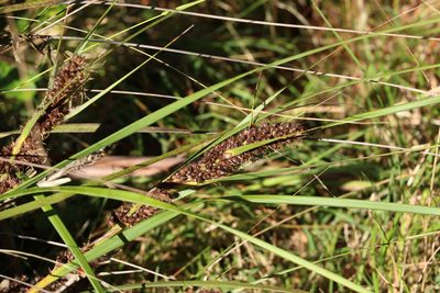 Gahnia aspera, photographed by Greg Tasney