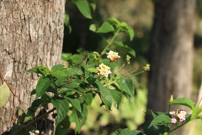 Lantana camara, photographed by Greg Tasney