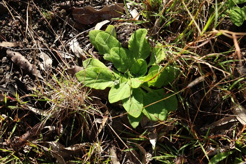 Cymbonotus lawsonianus, photographed by Greg Tasney