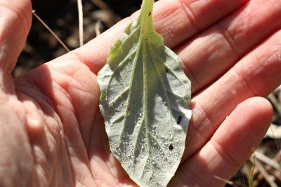 Cymbonotus lawsonianus, photographed by Greg Tasney