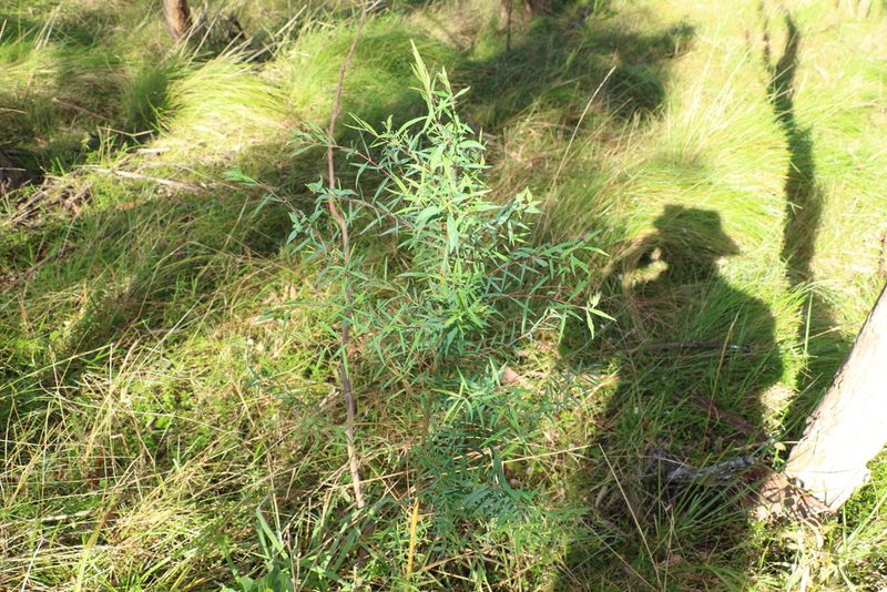 Pimelea neoanglica, photographed by Greg Tasney