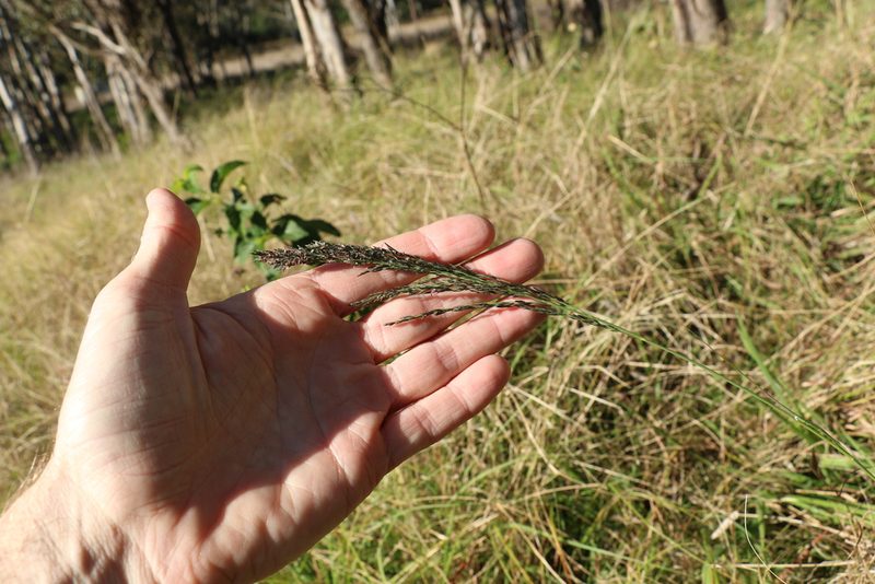 Eragrostis curvula, photographed by Greg Tasney