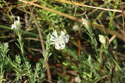 Pimelea linifolia, photographed by Greg Tasney