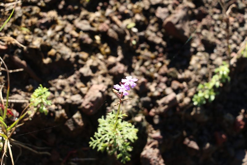 Verbena aristigera, photographed by Greg Tasney