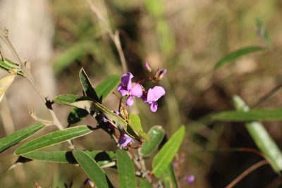 Hardenbergia violacea, photographed by Greg Tasney