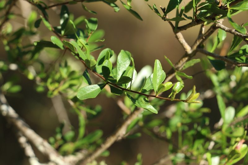 Bursaria spinosa, photographed by Greg Tasney
