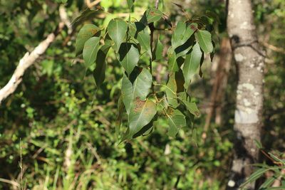 Brachychiton populneus, photographed by Greg Tasney