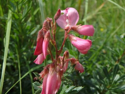 Ononis fruticosa, photographed by Daniel Cahen