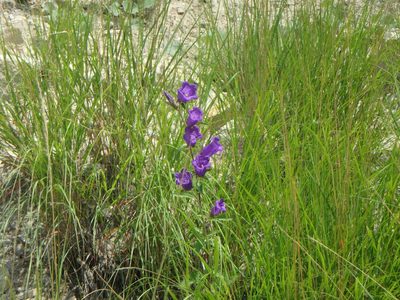 Campanula medium, photographed by Daniel Cahen