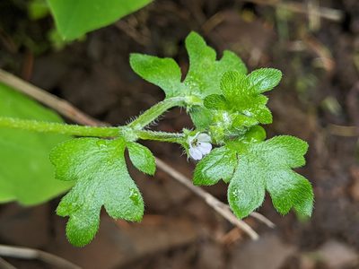 Nemophila parviflora, photographed by Ken-ichi Ueda