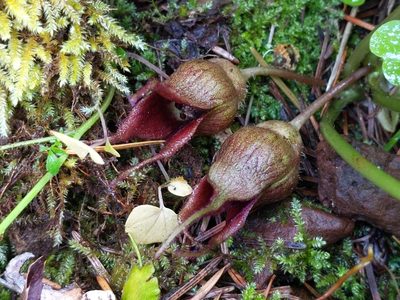 Asarum caudatum, photographed by Ken-ichi Ueda