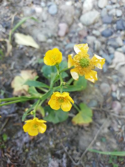 Ranunculus propinquus, photographed by Marina Potapova